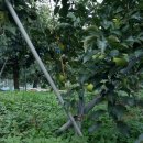 산내면 입석마을 이미지