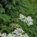 백두산화원 이미지