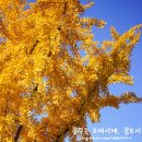 장수동 은행나무 이미지