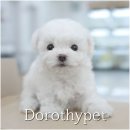 천안 강아지분양 도로시펫 이미지