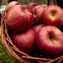 유재하농장 이미지