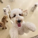 슈퍼해피독 이미지