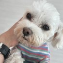 포그니유치원 이미지