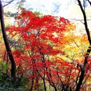 계곡사랑 이미지