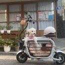 오도독캣 이미지