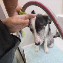 행복한목욕탕 | 강아지셀프목욕 운정 개중목욕탕 후기