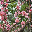 충렬사역 1번출구 | 부산 동래 봄꽃여행 충렬사 매화명소, 홍매화 산수유 구경 및 개화 상황 후기