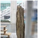 화석(규화목) 이미지