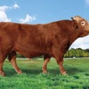 충청남도축산기술연구소 이미지