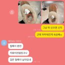 블랙라벨 크린토피아 어그 ugg 명품 신발 세탁 실패 비추 털신 패딩 드라이 현대백화점 내돈내산