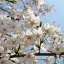 꽃들의 향연 이미지