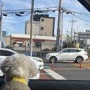 애견카페 펍 곰곰 | 오삐(강아지) 데리고 서귀포 나들이🐶(제주 이이공공 애견카페, 제리스펍 후기)