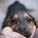 강화애견훈련학교 이미지