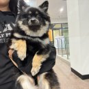 WESTZONE | [김포현대아울렛 강아지 유모차 무료대여 후기🐶] 대기 꿀팁부터 개모차 이용방법까지 총정리