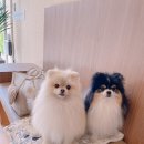 “강아지랑 가는 브런치 핫플? 압구정 ‘도어투도어’ 리얼 후기 (ft. 인플루언서 실물 영접)”
