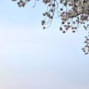 동원모터스 | 당일치기 경주 벚꽃 놀이