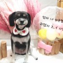 애기 강아지 반려견전문샵 이미지