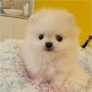 플랜멍 강아지분양 포항점 이미지