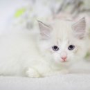 부산고양이분양 미유펫 이미지