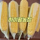 초당농장 | 초당옥수수 요리법 다양한 레시피 하이팜농장 초당옥수수