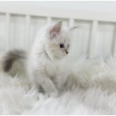 고양이 카페 여기 이미지