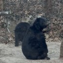 대요농장 | 겨울 에버랜드 사파리 투어 예약 시간 주말 웨이팅