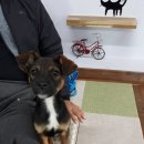 해피하개 이미지