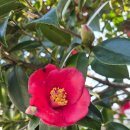 신흥동백나무군락 | 제주 자연유산 토종동백을 볼 수 있는 신흥동백나무군락 산책하기