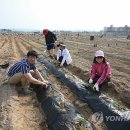 김영배농장 이미지