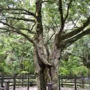 천년비자 이미지