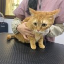 쥬디캣(Judy Cat) 이미지