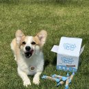 덴탈이유 이미지