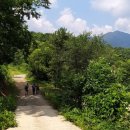 용문산 은행나무길(물소리길 6코스) 이미지