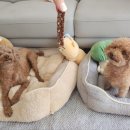 시를 쓰는 오리 이미지