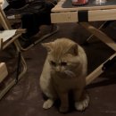 (주)합천호워터월드 | 합천 코지 캠핑장 이용후기 장점과 단점 (feat. 합천호)