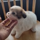 가족이야기 | 광명강아지입양후기, 우리 가족에게 온 행복 이야기