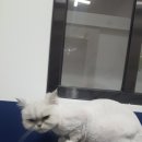 그루밍쇼 이미지