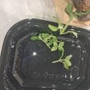 반려식물 테라리움 만들기 | 테라리움 반려식물 만들기 후기: 테라리움 과정, 환기 및 물 주기 관리 방법