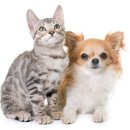 24시 송도힐 동물메디컬센터 이미지