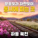 하동코스모스메밀체험민박 | 분홍빛과 하얀빛이 동시에 피는 곳, 옛 기찻길 따라 걷다