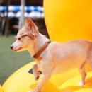 도그 스포지움 이미지