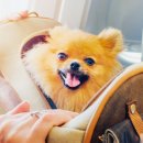 데려가개 이미지