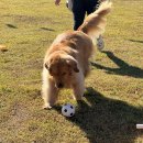 사천운동장 | 2025 사천 농업한마당 축제 - 우주 댕런 펫스타 4000 (강아지 운동장, 행동교정, 체험행사 등)