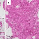 난황을 가진 연어(Oncorhynchus keta) 치어(alevin)의 blue sac disease 이미지