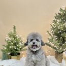 마린시티그루밍 | [광안리 강아지 미용]핫한 신상 광안리 그루밍샵 아띠아몽(내돈내산) 목욕 스포팅 비포애프터