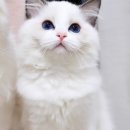 플라워돌스 이미지