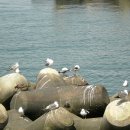 그녀의 바다 이미지