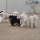 아주유치원 | 광주 북구 애견호텔 몽트리,양산동 애견 유치원 이용후기