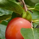 달콤홍시 이미지