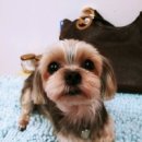 부르주화 펫 이미지